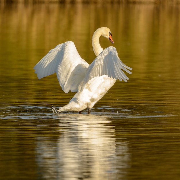 Photo swan battant des ailes debout dans l'eau