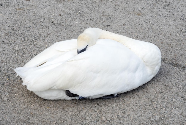 Swan dort sur le sol