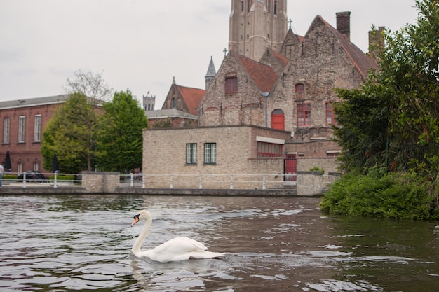 Swan sur le lac à Bruges, Belgique