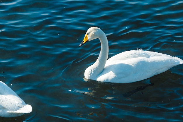 Swan nageant dans l'eau dans un lac en plein air