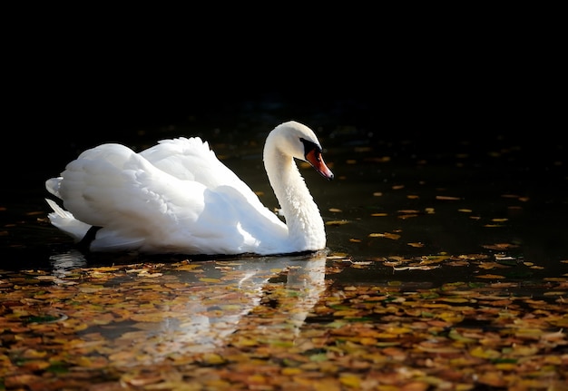 Swan nageant dans le lac