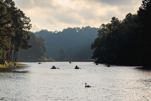 Swan natation et Silhouette groupe de touristes font du rafting dans la lumière du soleil du matin au réservoir Pang Ung monument mea hong son province Thaïlande