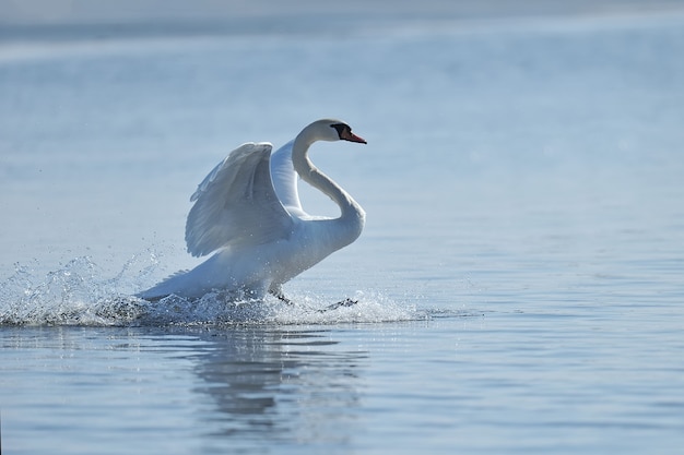 Swan s'élevant de l'eau et éclaboussant les gouttes d'eau autour