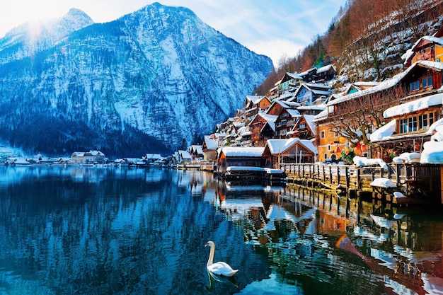 Swan à la ville de Hallstatt près de Salzbourg en Autriche, Europe. L'hiver dans le Salzkammergut. Voyagez dans la ville autrichienne avec lac à Noël. Terre alpine avec de la neige. Vue sur Village près des montagnes des Alpes