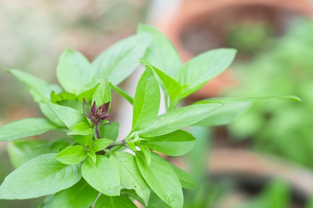 Sweet Basil Herb Cultiver dans un jardin biologique. Feuille de basilic thaïlandais (Ocimum basilicum)