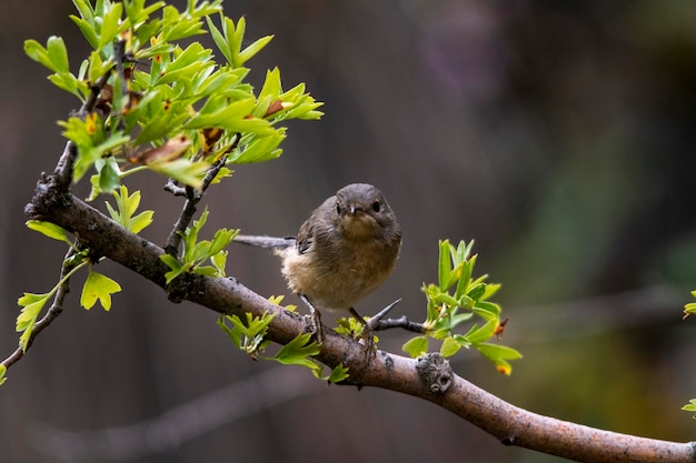 Sylvia cantillans la paruline subalpine de l'ouest est une petite paruline typique