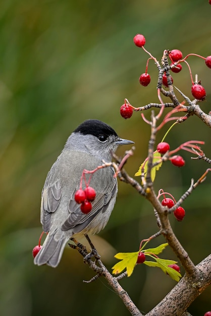 Sylvia melanocephala ou Paruline sarde est une espèce de passereaux de la famille des Sylviidae