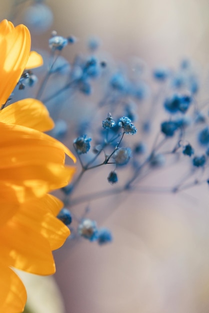Symbole de fleurs jaunes et bleues Ukraine