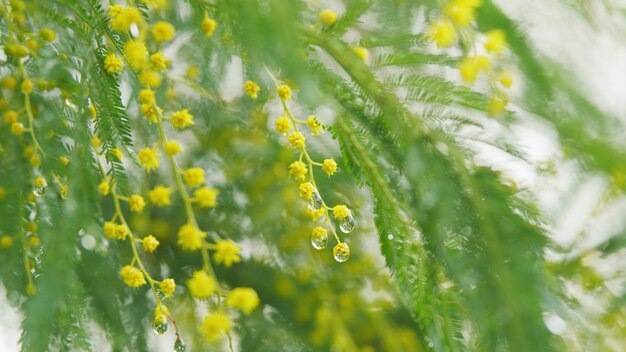 Le symbole de la marche est le mimose, l'acacia, l'arbre de dealbata, le mimose à fleurs jaune-or.