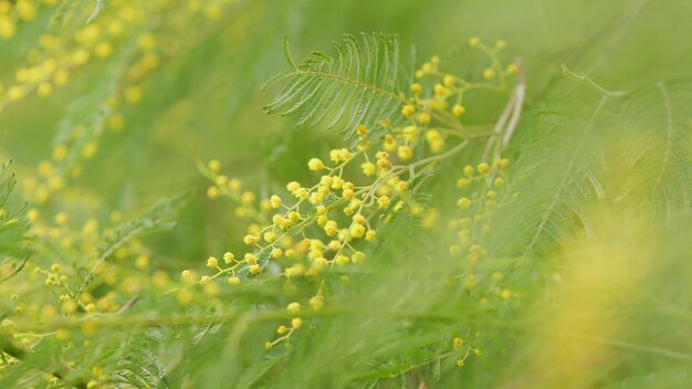 Symbole de la marche le mimosa l'acacia dealbata l'arbre le mimosa à fleurs jaune or la fleur du mimosa le focus sélectif