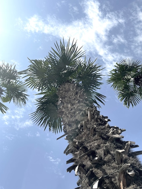 Un symbole des vacances d'été tropicales, palmier s'élevant jusqu'aux nuages bleus