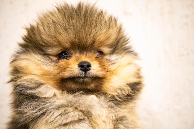 sympathique petit chien aux cheveux bruns.