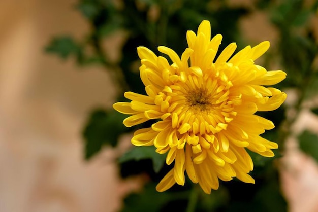 Une symphonie de fleurs explore le monde des fleurs en fleurs