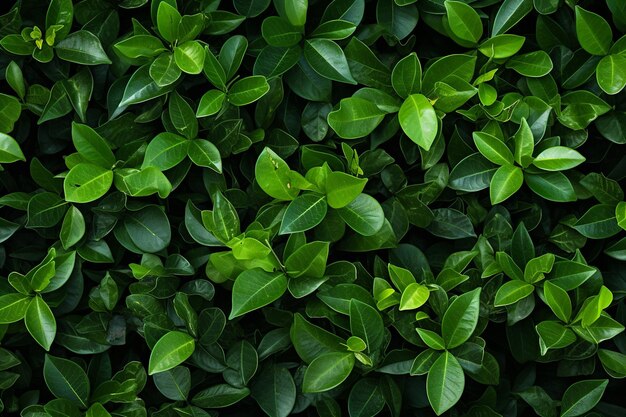 La symphonie de la nature: le feuillage diversifié dans une tapisserie entrelacée