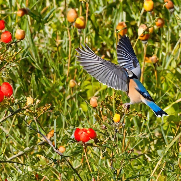 La symphonie à plumes: un aperçu de la tapisserie des oiseaux