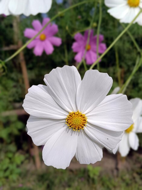 Symphonie tropicale Une sérénade de fleurs de cosmos fond d'écran 4k