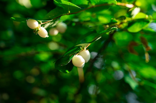 Symphoricarpos albus. buisson Snezhnoyagodnik blanc. arbuste de jardin d'ornement. Baie Symphorine blanche