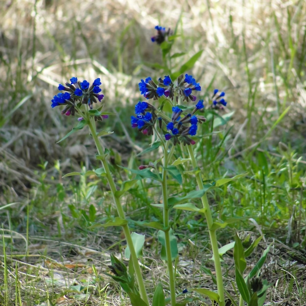 Symphytum officinale, ou fleur de consoude commune dans la forêt ou le jardin de Sibérie. Quaker consoude, boneset, knitbone, consound. Fleurs bleues fleurissant parmi l'herbe verte dans le pré ou le champ.
