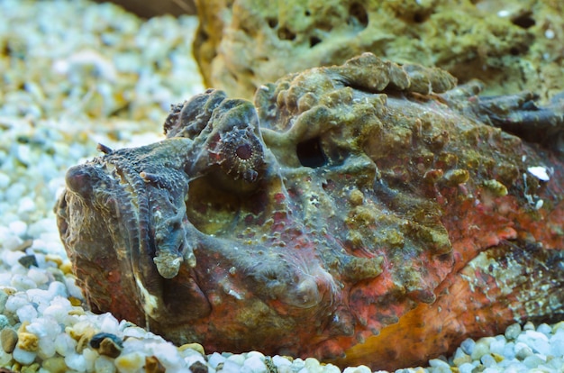 Synanceia verrucosa est une espèce de poisson marin connue sous le nom de poisson-pierre de récif avec une colonne vertébrale venimeuse, elle a la forme d'un corail rocheux dans un petit aquarium