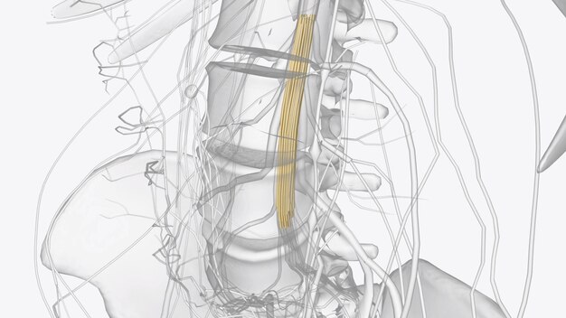 Le syndrome de la cauda equina se produit lorsque les racines nerveuses de la colonne vertébrale lombaire sont comprimées, coupant la sensation et le mouvement.