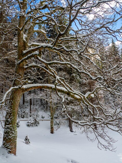 Synevyr dans le contexte d'une forêt dans les Carpates en hiver