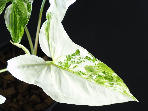 Syngonium podophyllum sur fond blanc.