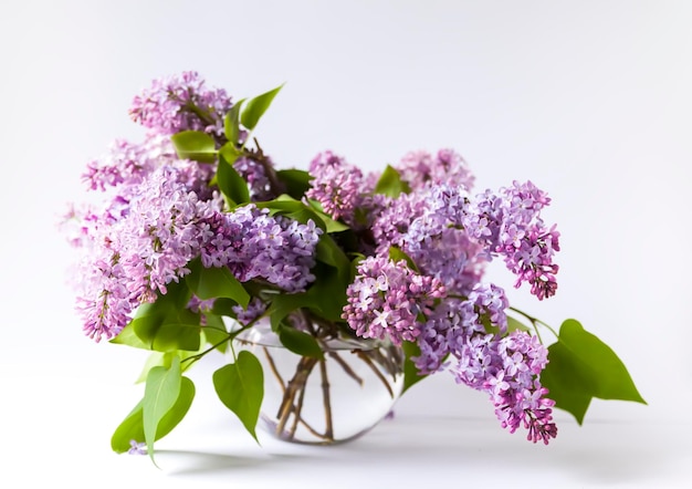 Syringa vulgaris ou fleurs de jardin parfumées violettes