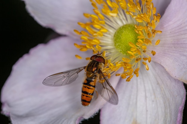 Le Syrphe De Marmelade Recueille Le Pollen Sur La Macro Photographie De Fleur D'anémone