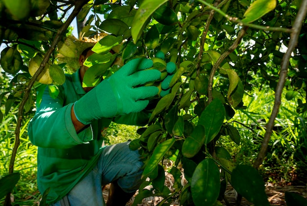 système agroforestier mains d'homme cueillant des citrons verts sur une plantation