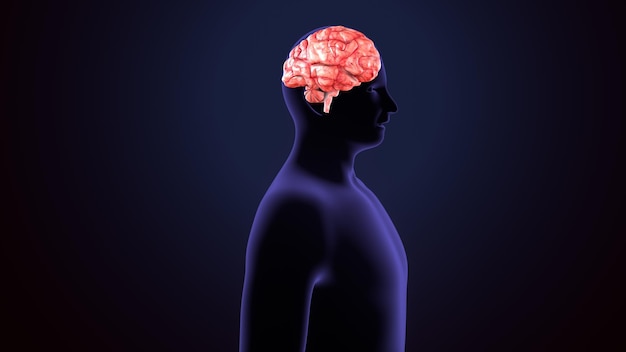 système d'anatomie du cerveau masculin illustration 3D