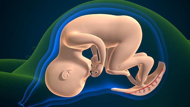 Photo système d'anatomie féminine enceinte rendu en 3d