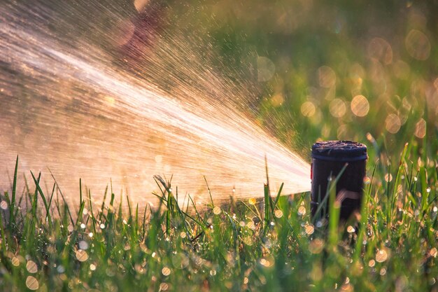 Système d'arrosage automatique arrosant la pelouse en gros plan