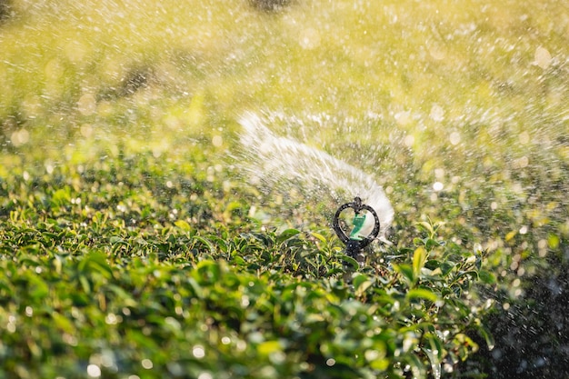 Système d'arrosage d'eau fonctionnant à la ferme biologique de plantation de feuilles de thé vert Feuilles de thé vert frais Plantations de thé vert au lever du soleil du matin Fraîcheur jardin de thé biologique pour fond d'écran