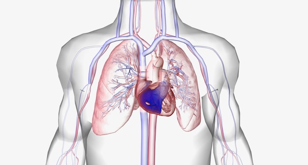 Le système cardiovasculaire comprend le cœur et les vaisseaux sanguins les artères et les veines