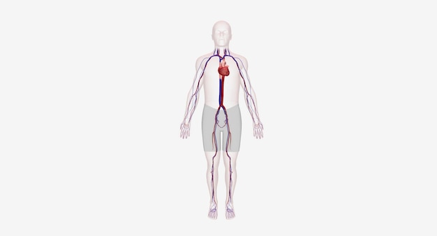 Le système cardiovasculaire contient le cœur et les vaisseaux sanguins