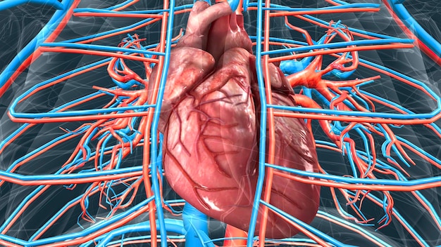 Photo système circulatoire ou système cardiovasculaire