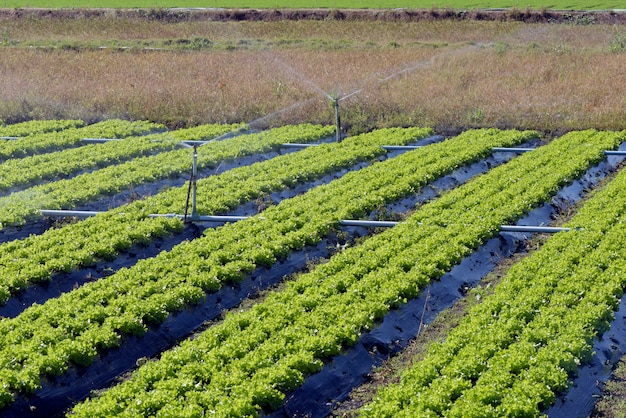 Système d'irrigation en action dans la plantation de légumes