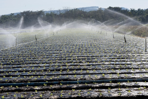 Système d'irrigation, en contre-jour, en plantation de légumes