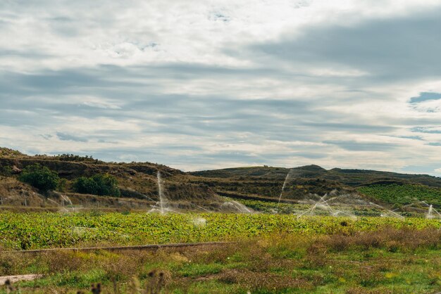 Photo système d'irrigation dans le champ de tomates vertes système d' irrigation pour les cultures dans le champ