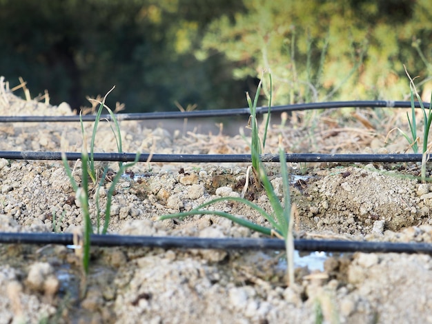 Système d'irrigation goutte à goutte pour économiser l'eau utilisée dans un champ agricole