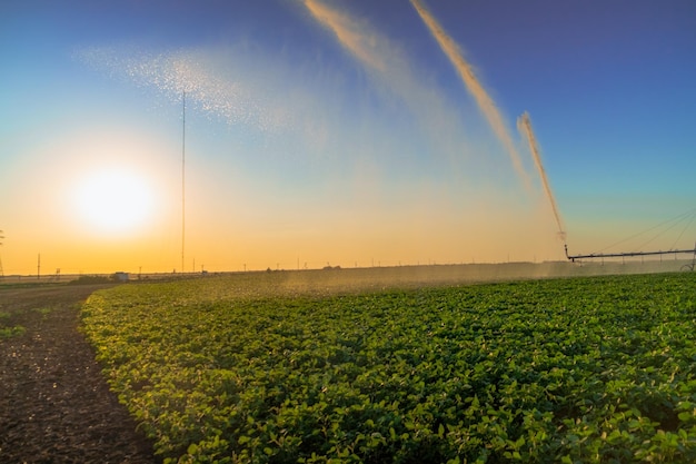 Système d'irrigation pistolets à pluie arroseur sur terrain agricoleirrigation des plantes