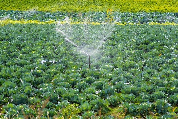 Système d'irrigation pour arroser le champ de choux