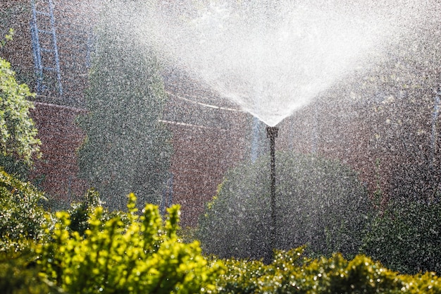 Le Système D'irrigation Pulvérise De L'eau Dans Le Jardin Potager.