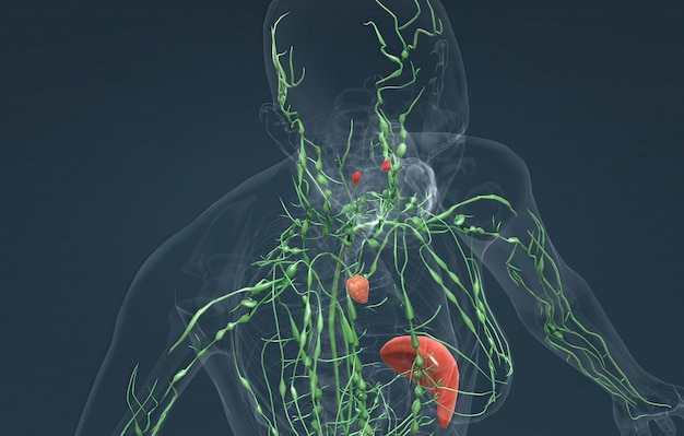 Le système lymphatique est un système d'organes qui fait partie du système circulatoire et du système immunitaire chez les vertébrés.