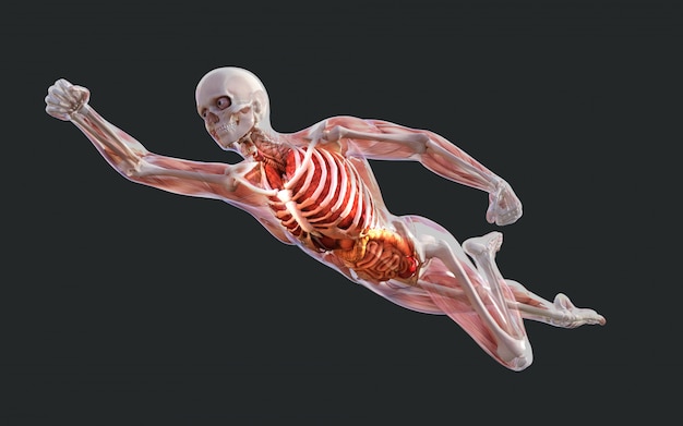 Système musculaire squelettique humain, os et système digestif avec un tracé de détourage