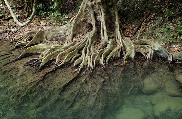 Système racinaire d'un arbre dans la forêt tropicale