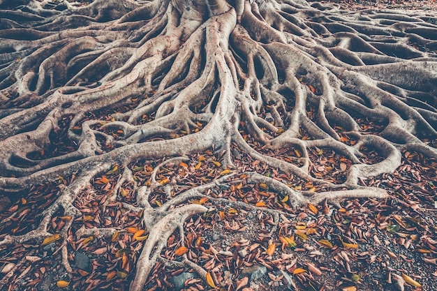 Le système racinaire des arbres au sol. Contexte.