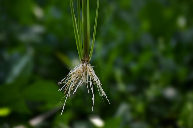 Système racinaire fibreux du plant de riz. Différents types de système racinaire chez les plantes