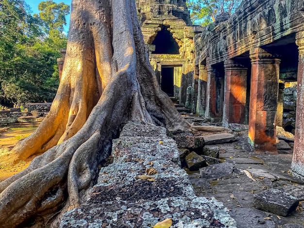 Photo ta prohm un temple mystérieux de la civilisation khmère situé sur le territoire d'angkor au cambodge