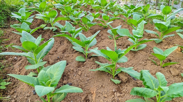 le tabac ou Nicotiana tabacum